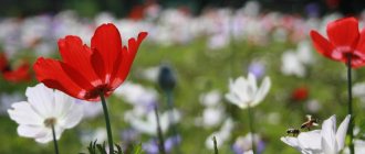 Red and white varieties