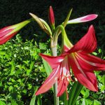 Red amaryllis