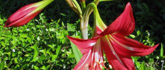 Red amaryllis