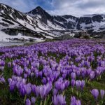 Crocuses: cultivation and care