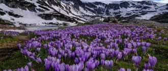 Crocuses: cultivation and care