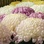 large-flowered chrysanthemums