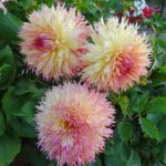 Large-flowered variety Myrtle&#39;s Folly