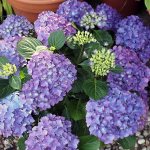 Hydrangea bush in a pot