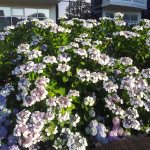 Serrated hydrangea bush