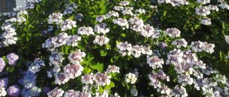 Serrated hydrangea bush