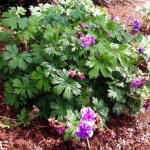 bush of flowering geranium in the open ground