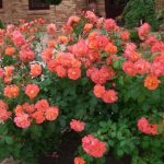 Shrub roses - all the details of planting and care