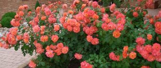 Shrub roses - all the details of planting and care