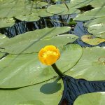 water lily yellow red book