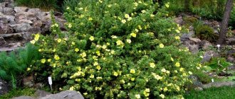 Cinquefoil: description