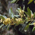 Laurel can be grown on a windowsill