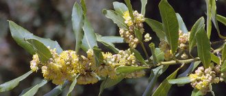 Laurel can be grown on a windowsill