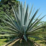 medicinal properties of the agave plant