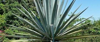 medicinal properties of the agave plant