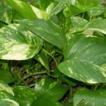 Liana with variegated leaves.