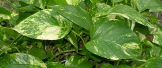 Liana with variegated leaves.