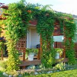 vines with pergola in the garden