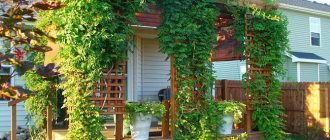 vines with pergola in the garden