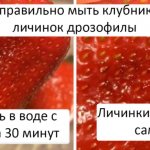 Drosophila larvae in strawberries - are they dangerous to health?