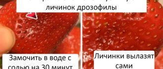 Drosophila larvae in strawberries - are they dangerous to health?