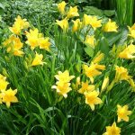 Daylily brown-yellow