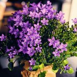 Lilac flowers in a pot