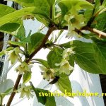 Schisandra blooms in the garden