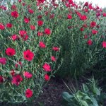 Linum grandiflorum - large-flowered species