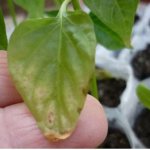 Pepper leaves turned yellow