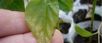 Pepper leaves turned yellow