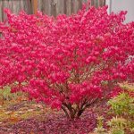 Japanese euonymus leaves can change color