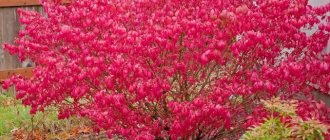 Japanese euonymus leaves can change color