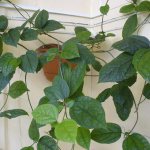 Clerodendrum leaves and shoots