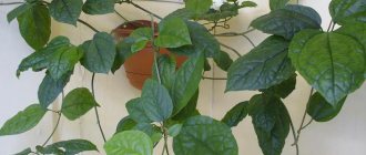 Clerodendrum leaves and shoots