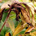 Leaves turn yellow and dry - Leaf diseases in peonies