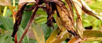 Leaves turn yellow and dry - Leaf diseases in peonies