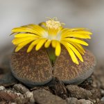 Lithops aucampiae