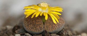 Lithops aucampiae