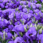 Lisianthus