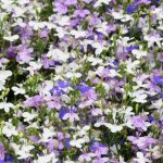 Lobelia: description