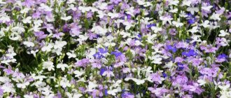 Lobelia: description