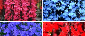 Lobelia - planting and caring for flowers, types of Lobelia