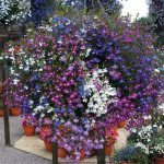 Lobelia types and varieties