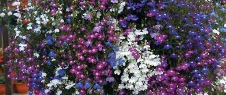 Lobelia types and varieties