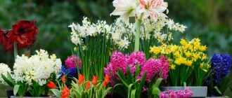 The best bulbous perennial flowers: a selection of varieties, ideas for compositions