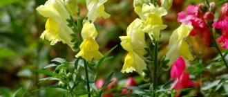 Snapdragon: growing from seeds and care after planting in open ground