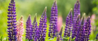 Perennial lupine - planting and care