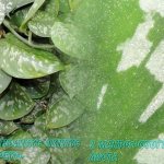 Macro photograph of a scindapsus leaf