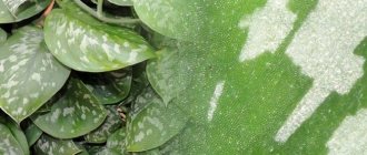 Macro photograph of a scindapsus leaf